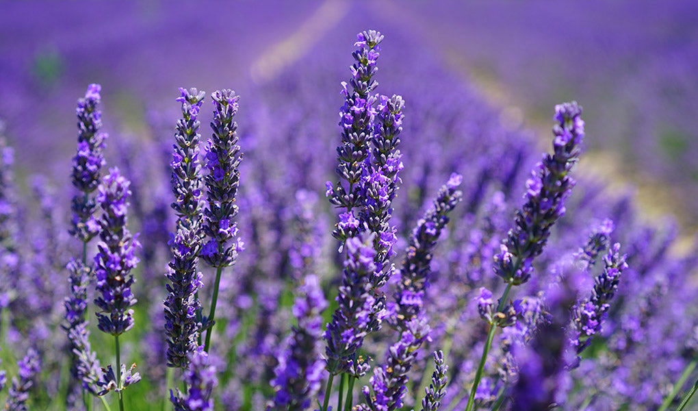 8 oz Body Butter- FRENCH LAVENDER